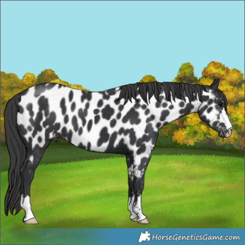 Horse Color:Black Near Leopard