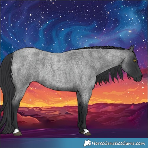 Horse Color:Blue Roan