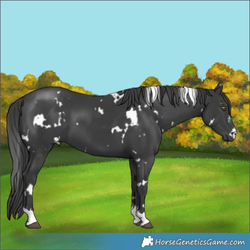 Horse Color:White Spotted Black 