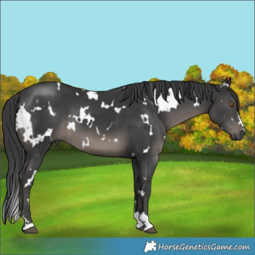 Horse Color:White Spotted Black 