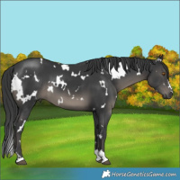 Horse Color:White Spotted Black 
