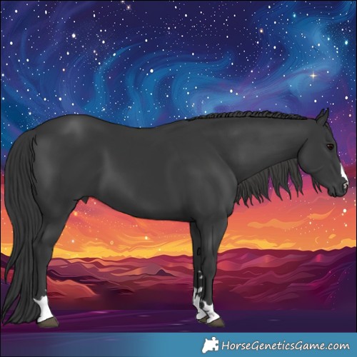 Horse Color:Black 