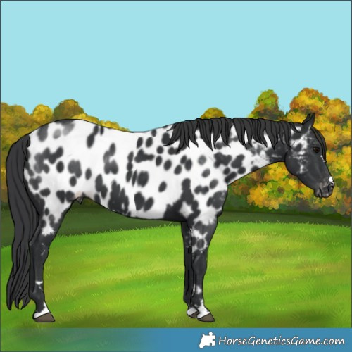 Horse Color:Black Near Leopard 