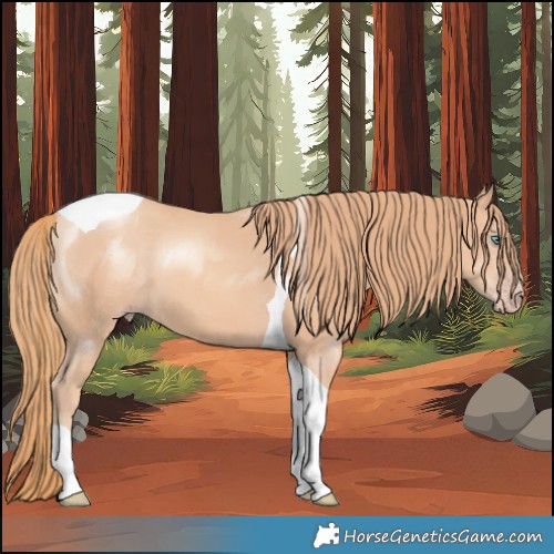 Horse Color:Gold Champagne Tobiano
