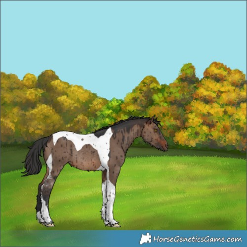Horse Color:Brown Dun Tobiano Rabicano Brindle