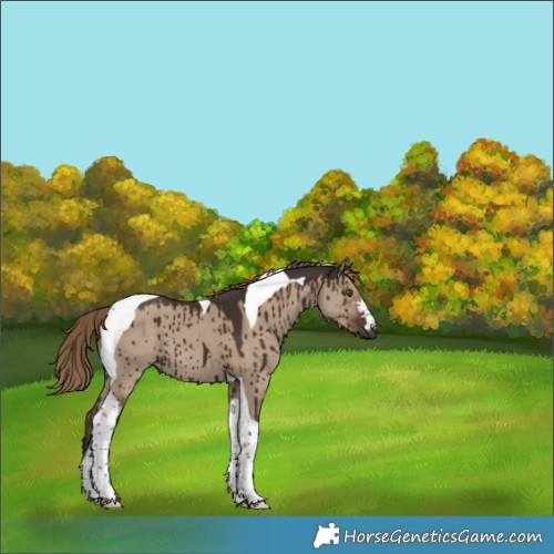 Horse Color:Liver Red Dun Tobiano Brindle