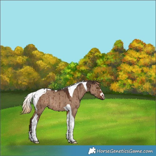 Horse Color:Liver Red Dun Tobiano Rabicano Brindle 