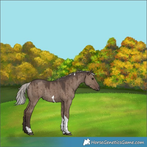 Horse Color:Silver Grullo Tobiano Rabicano Brindle 