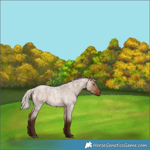 Horse Color:Silver Brown Roan Dun Rabicano Brindle 