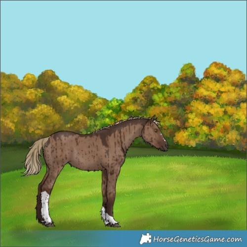 Horse Color:Liver Red Dun Tobiano Rabicano Brindle