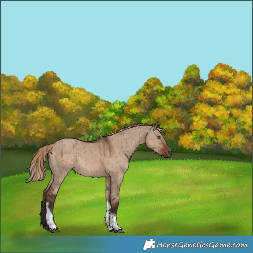 Horse Color:Liver Red Dun Tobiano Rabicano Brindle