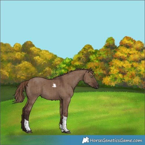 Horse Color:Liver Red Dun Tobiano Brindle 