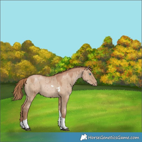 Horse Color:Grullo Pearl Tobiano Rabicano Brindle