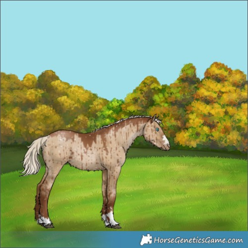 Horse Color:Gray Silver Grullo Pearl Snowflake VarnishRabicano Brindle