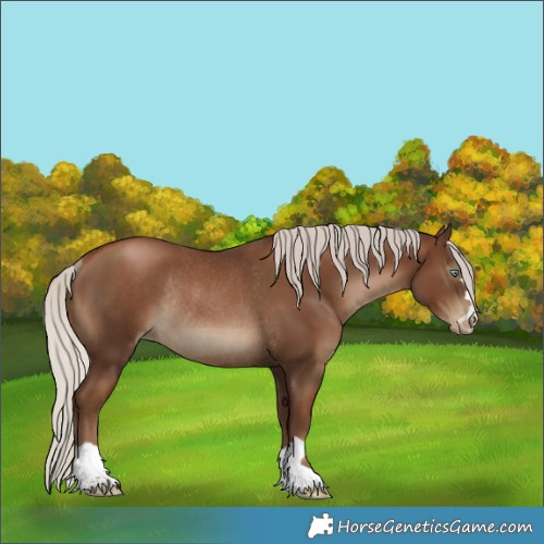 Horse Color:Gray Silver Black Pearl Rabicano 