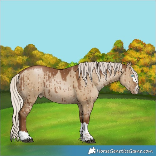 Horse Color:Gray Silver Grullo Pearl Appaloosa Rabicano Brindle 