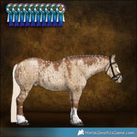 Horse Color:Gray Silver Grullo Pearl Snowflake Varnish Rabicano Brindle 