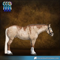 Horse Color:Gray Silver Grullo Pearl Appaloosa Rabicano Brindle 