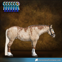 Horse Color:Gray Silver Grullo Pearl Snowflake Varnish Rabicano Brindle 