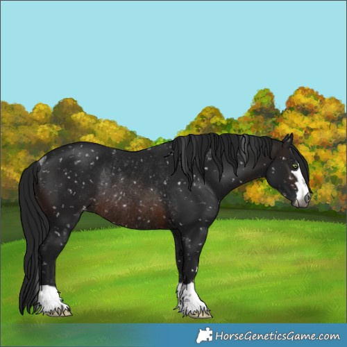 Horse Color:Gray Brown Snowflake Varnish Rabicano