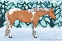 Horse Color:Silver Bay Tobiano