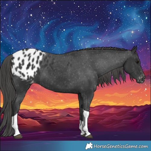 Horse Color:Black Tobiano Appaloosa