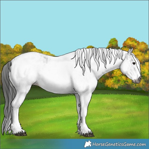 Horse Color:Gray White Spotted Black  and Gray White Spotted Black Appaloosa 