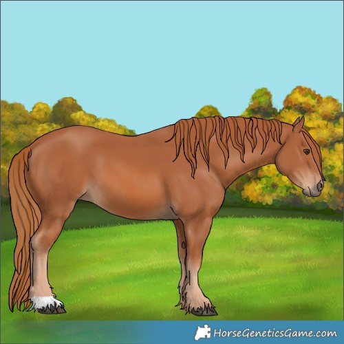 Horse Color:Chestnut 