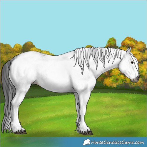 Horse Color:Gray White Spotted Black  and Gray White Spotted Black 