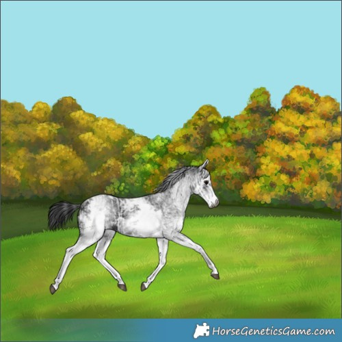 Horse Color:Gray White Spotted Black  and Gray White Spotted Black 