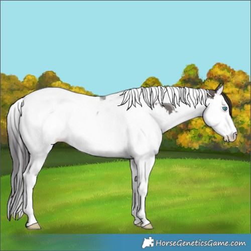 Horse Color:Smoky Grullo Splash Tobiano 