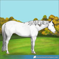 Horse Color:Smoky Grullo Splash Tobiano
