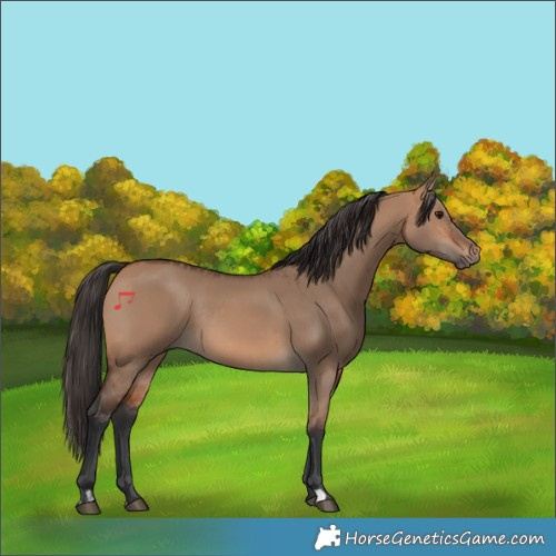 Horse Color:Bay Dun Rabicano and Bay Dun