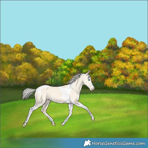 Horse Color:Cremello Dun Tobiano 
