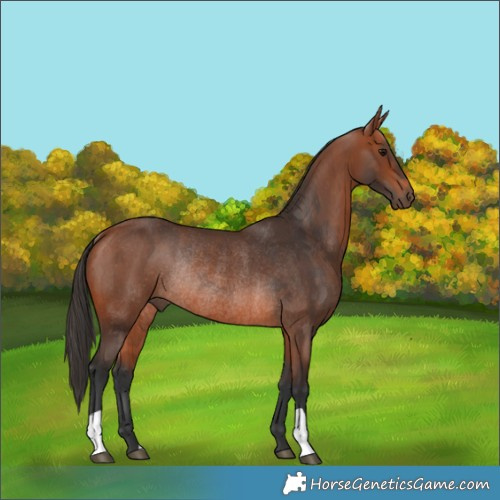 Horse Color:Bay Rabicano  and Bay Rabicano 