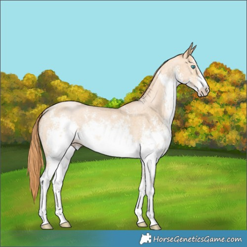 Horse Color:White Spotted Buckskin Pearl Sabino 