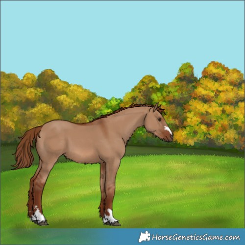 Horse Color:Red Dun 