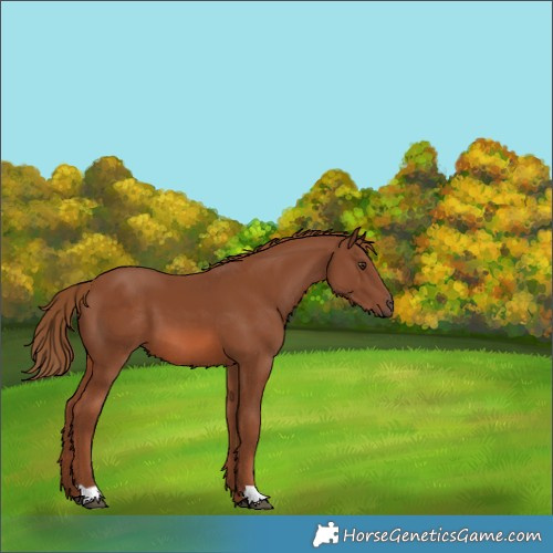 Horse Color:Chestnut 