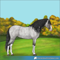 Horse Color:Grullo Roan Splash 
