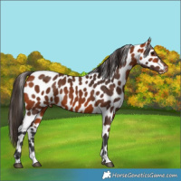 Horse Color:Bay Leopard
