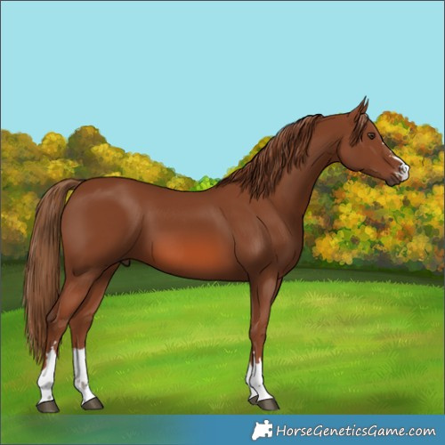 Horse Color:Chestnut 