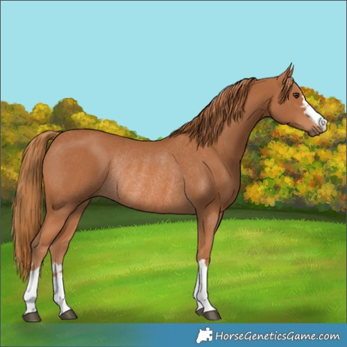Horse Color:Chestnut Rabicano