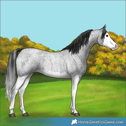 Horse Color:Blue Roan Splash