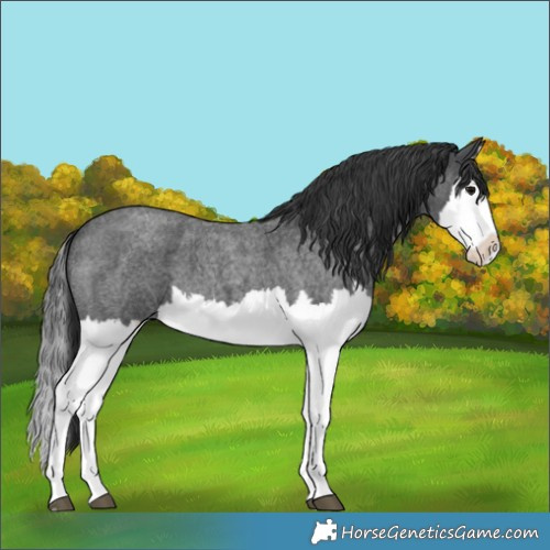 Horse Color:Blue Roan Splash 