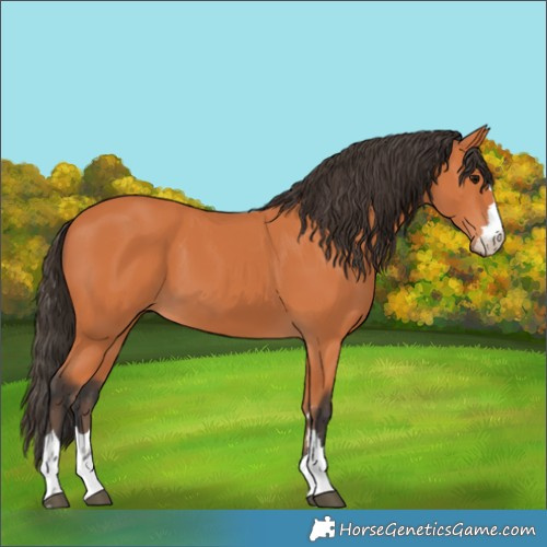 Horse Color:Bay 