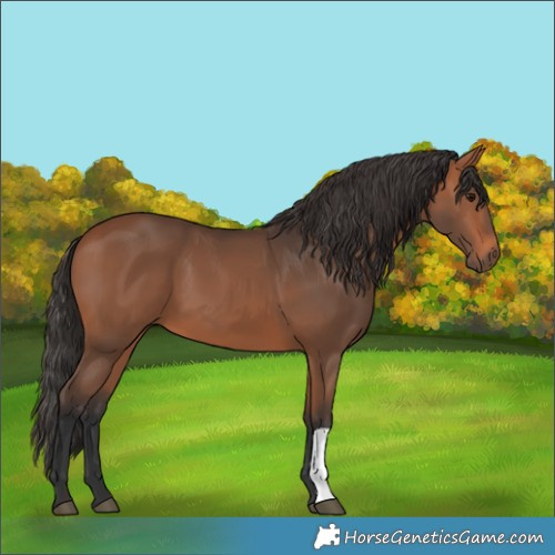 Horse Color:Bay 