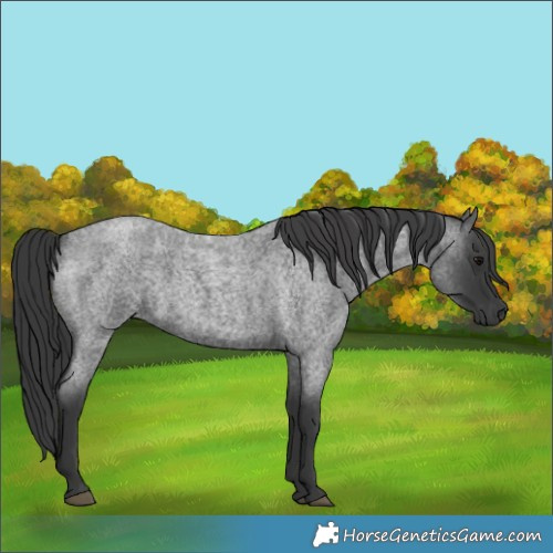 Horse Color:Blue Roan 