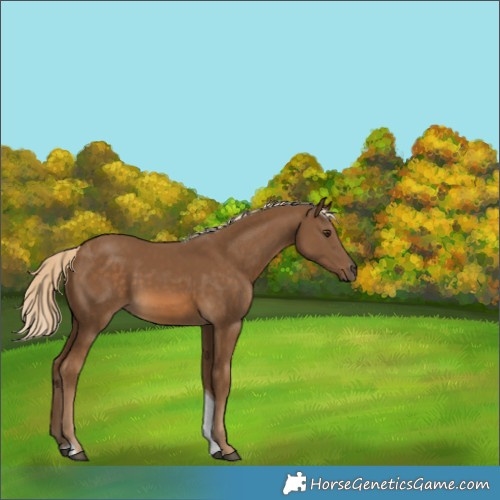 Horse Color:Chocolate Palomino Tobiano 