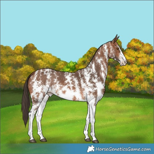 Horse Color:Bay Sabino Appaloosa