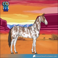 Horse Color:Bay Sabino Varnish